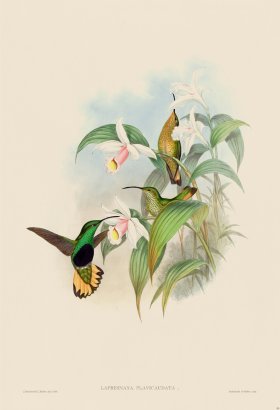 Gould Hummingbird 085