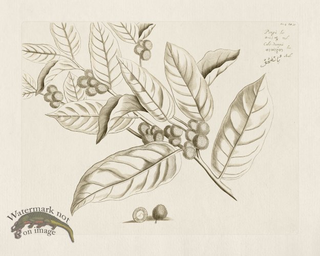 (image for) HORTUS VOL 04 35