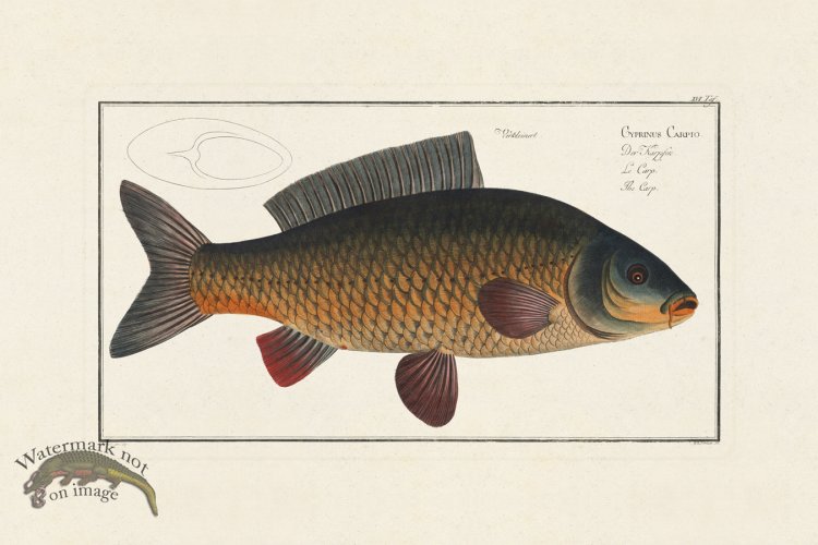 (image for) Bloch Fish 016