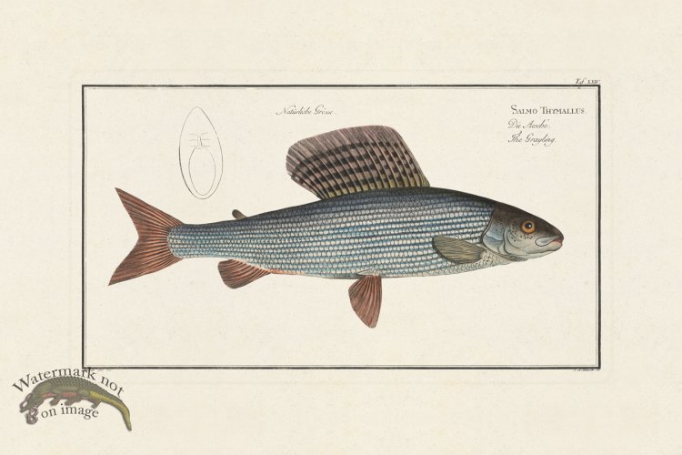 (image for) Bloch Fish 024