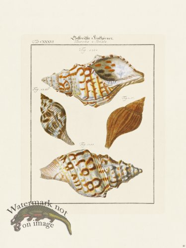 (image for) Martini Shells 046