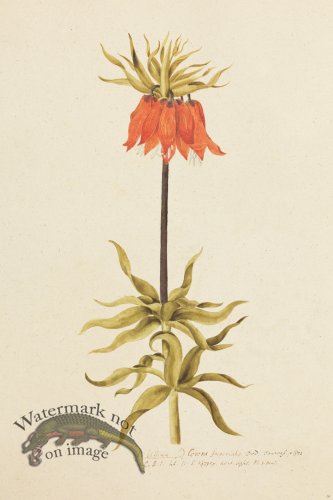 (image for) Blomboken 031