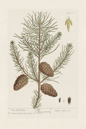 BEE 190 The Wild Pine