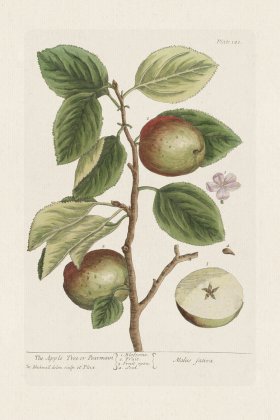 BEE 141 The Apple Tree