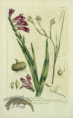 (image for) Philip Miller 012