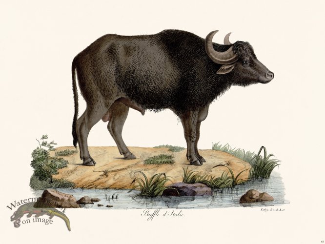 Cuvier 063 Italian Buffalo