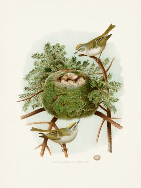 Thomas Gentry Bird 32