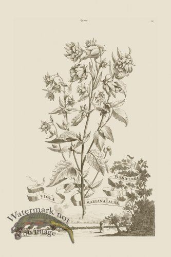 (image for) Abraham Munting 124