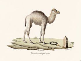 Cuvier 079 Male Dromedary