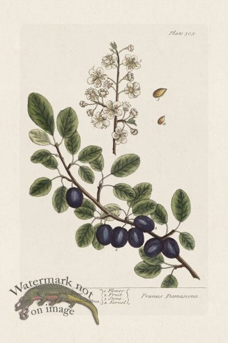 (image for) BEE 305 The Damson Tree