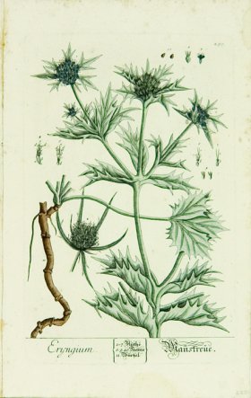 Blackwell German 082