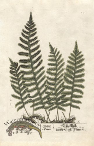 (image for) Blackwell GE 215