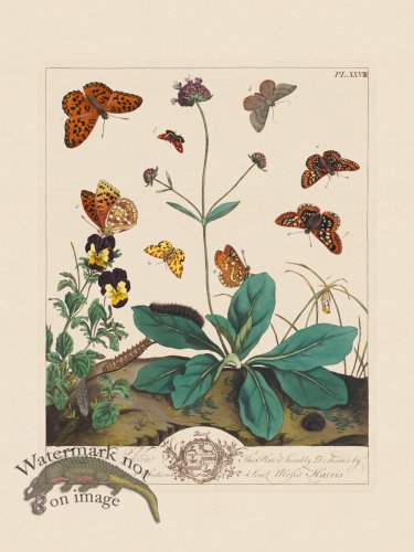 (image for) Moses Harris Insects 28