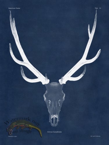 (image for) Blue Bones 14 Elk