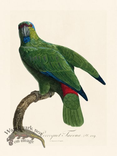 (image for) Barraband Parrot 129