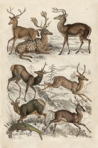 EJNH Deer 01