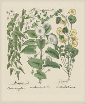 Besler 302 Colored B2