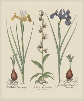 Besler 197 Colored B2