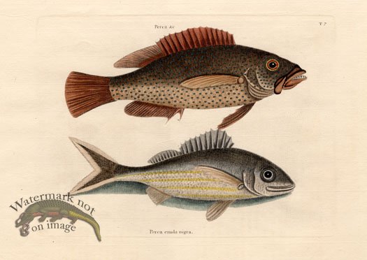 (image for) Catesby Fish 9