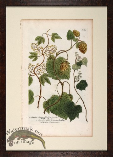 (image for) Weinmann Floated Burl 726 06