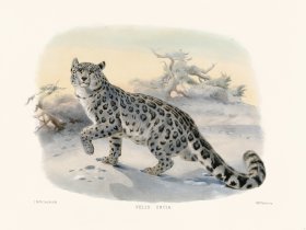 Elliot Cat 04 Snow Leopard