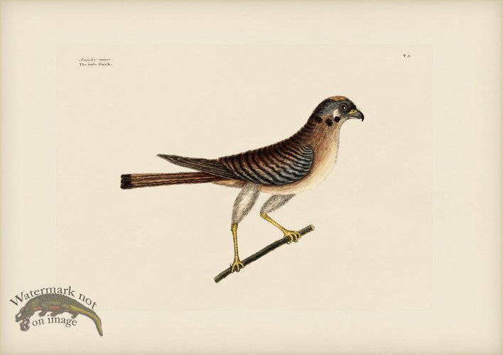 (image for) 005 Little Hawk