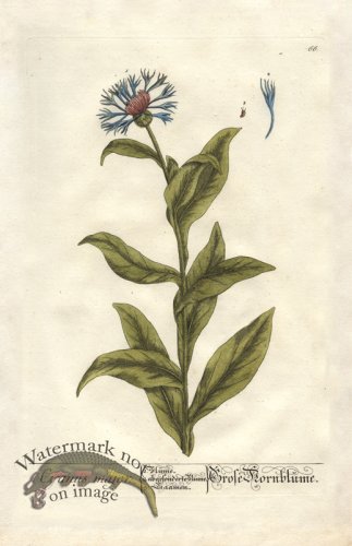 (image for) Blackwell GE 066