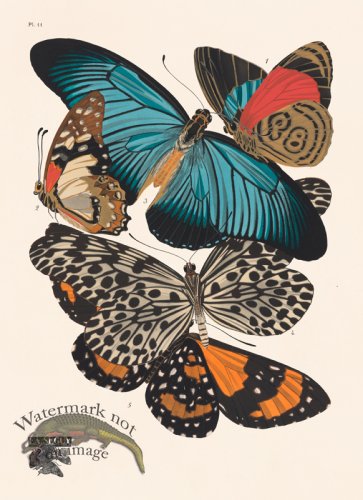 (image for) Seguy Butterfly 11