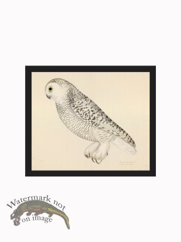 (image for) Rudbeck CFA_BF 27 SNOWY OWL