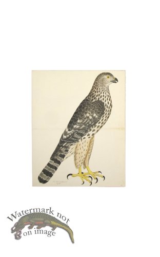 (image for) GOSHAWK, JUV. FEMALE, NORTHERN TYPE . PL 32