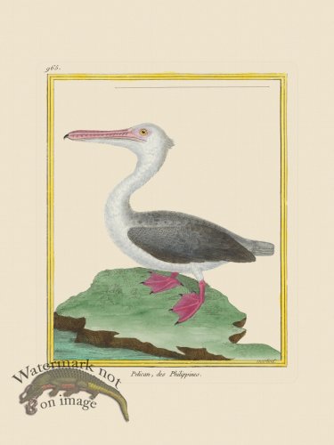 (image for) Martinet Bird 965