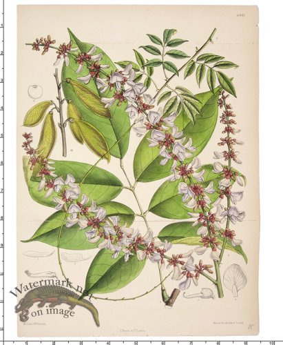 (image for) Curtis Botanical 056