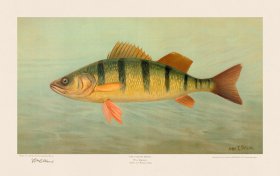 Yellow Perch