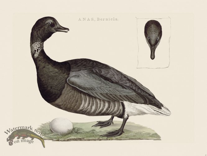 (image for) Nozeman Bird 097