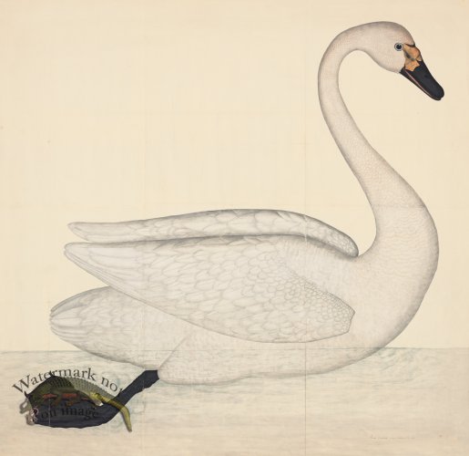 (image for) BEWICK\'S SWAN . PL 1