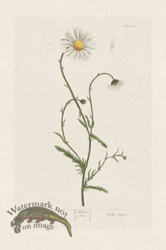 (image for) BEE 042 Ox-Eye Daisy