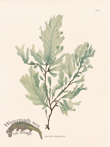 (image for) Oceanie 16