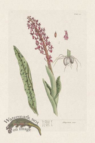 BEE 053 Male Satyrion