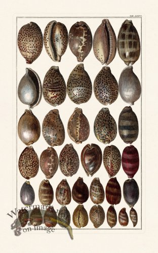 (image for) Seba B2 076