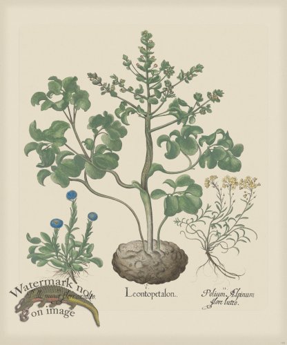 (image for) Besler 193 Colored B2