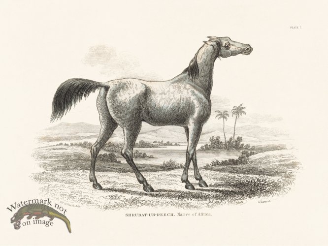 Jar Horse 07