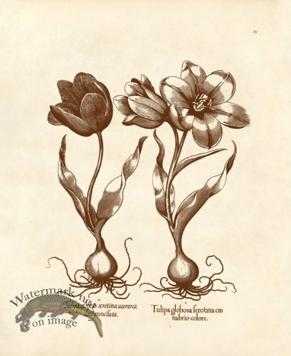 (image for) Besler 16 Tulips