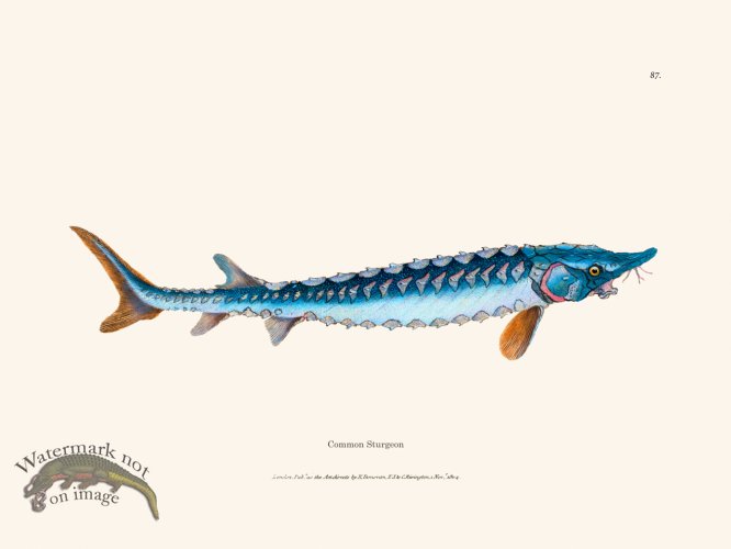 (image for) 087 Common Sturgeon