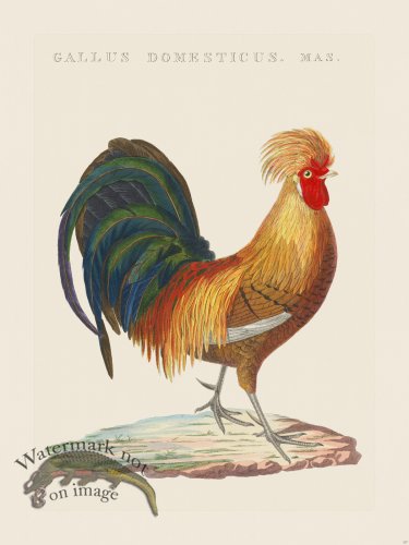 (image for) Nozeman Bird 137