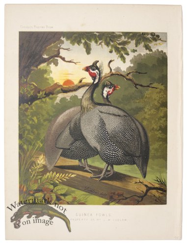 (image for) Guinea Fowls