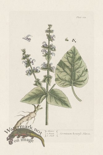 (image for) BEE 122 Garden Clary