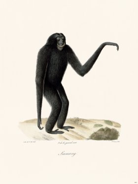 Cuvier 383 Siamang