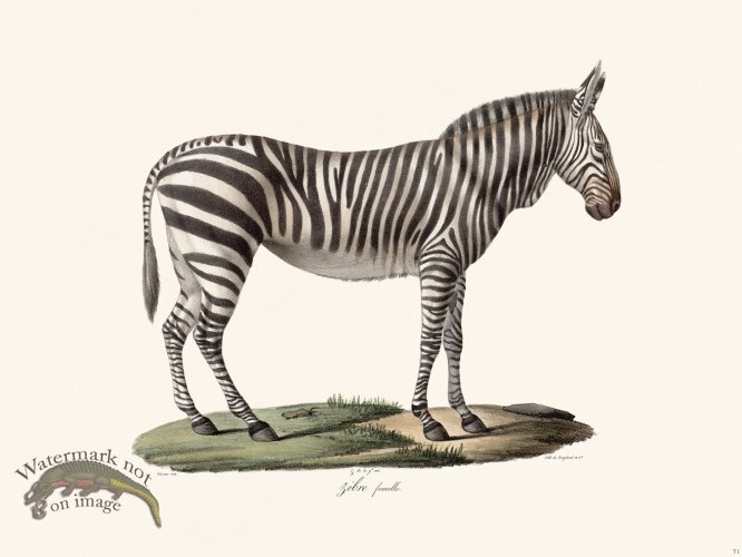 Cuvier 071 Female Zebra