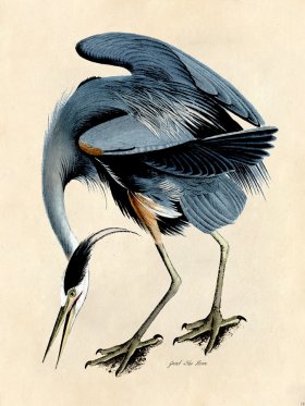Great Blue Heron - Tribute Bd 18
