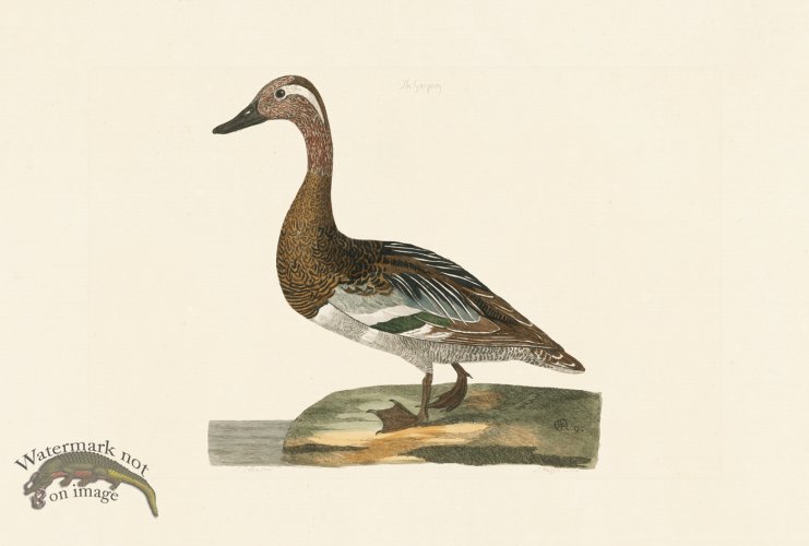 (image for) Pennant Zoology 048
